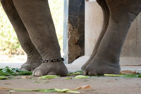 The ankle of an elephant with a chain. In one view, there is no freedom of elephants.の写真素材