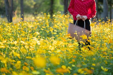 The girl carried the basket through the yellow flower fields during the sunset and shone from behind. Reduce global warming by refraining from using plastic bags.の写真素材