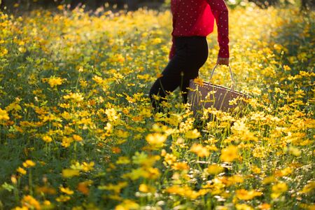 The girl carried a basket through a yellow flower field during sunset and illuminate from behind.の写真素材