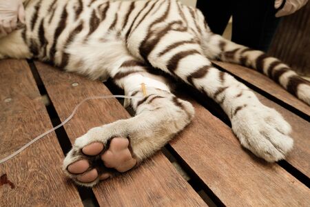 The vet is checking the tiger's health by steps.の写真素材