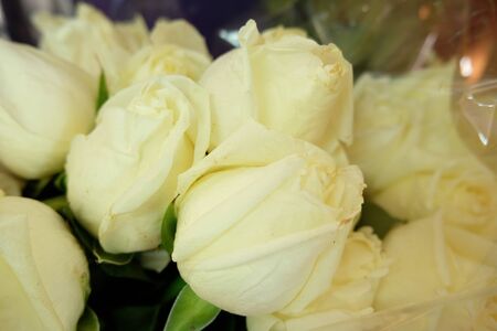 Roses for romantic Valentines Festivalの写真素材