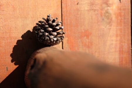 The fallen pine cone was placed to decorate the porch.の写真素材