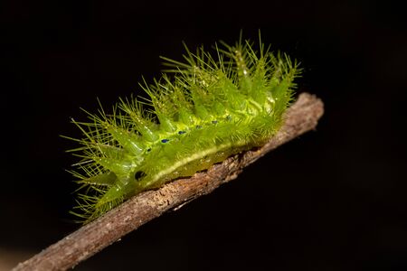 Green worms. Its spines are poisonous, being pierced, burning, stiff muscles and redness.の写真素材