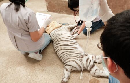 The vet is checking the tiger's health by steps.の写真素材
