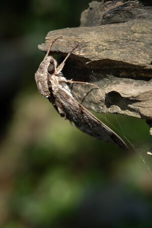 Moth perched on a tree stumpの写真素材