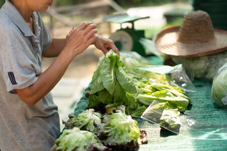 Farmers are packing organic fresh vegetables for customers according to daily orders.の写真素材