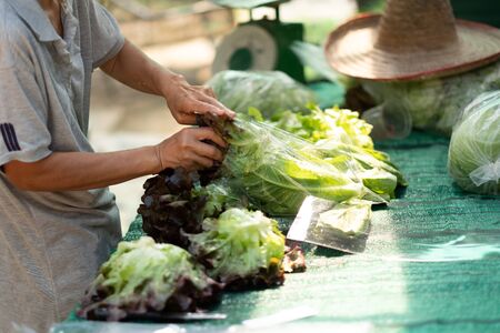 Farmers are packing organic fresh vegetables for customers according to daily orders.の写真素材