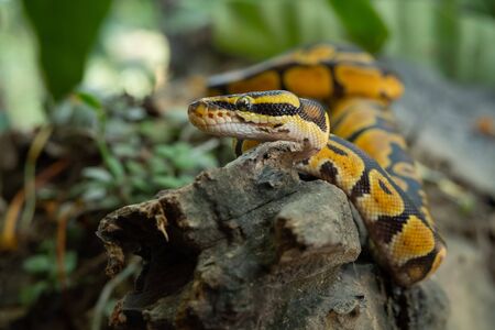 Ball pythons are named for their habit of curling themselves up into a tight ball.