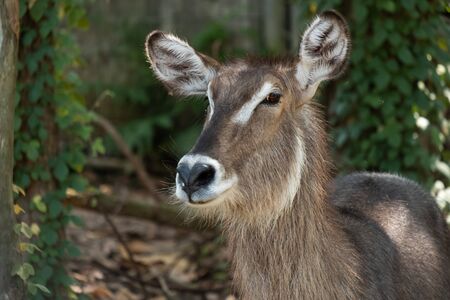 Waterbuck inhabits areas that are close to water in savanna grasslands, gallery forests, and riverine woodlands south of the Sahara.の写真素材