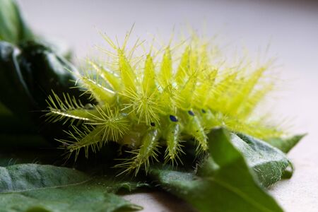 Green worms. Its spines are poisonous, being pierced, burning, stiff muscles and redness.の写真素材