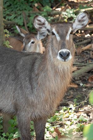 Waterbuck inhabits areas that are close to water in savanna grasslands, gallery forests, and riverine woodlands south of the Sahara.の写真素材