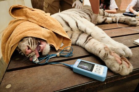 The vet is checking the tiger's health by steps.の写真素材