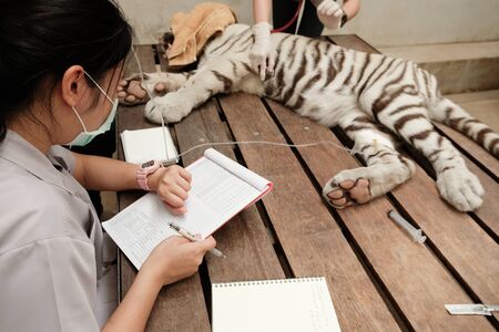The vet is checking the tiger's health by steps.の写真素材