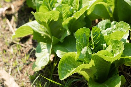 Fresh vegetables grown in organic vegetable plotsの写真素材