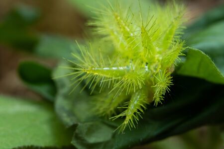 Green worms. Its spines are poisonous, being pierced, burning, stiff muscles and redness.の写真素材