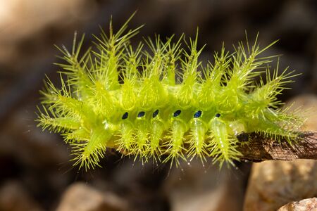 Green worms. Its spines are poisonous, being pierced, burning, stiff muscles and redness.の写真素材