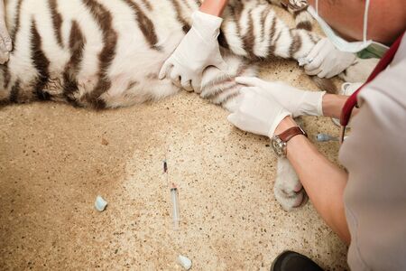 Annual blood sample collection from tigers for health examinationの写真素材