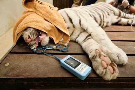 The vet is checking the tiger's health by steps.の写真素材