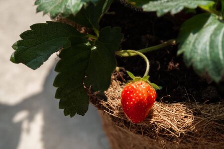 Fresh strawberry from the organic farmの写真素材