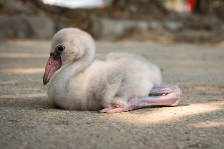 Actually, flamingos are not pink. They are born with grey feathers, which gradually turn pink in the wild because of a natural pink dye called canthaxanthin that they obtain from their diet of brine shrimp and blue-green algae.の写真素材