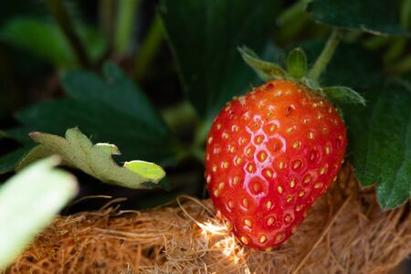 Fresh strawberry from the organic farmの写真素材