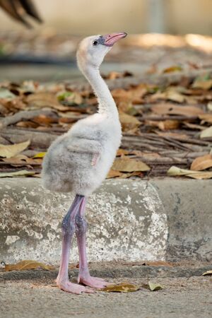 Actually, flamingos are not pink. They are born with grey feathers, which gradually turn pink in the wild because of a natural pink dye called canthaxanthin that they obtain from their diet of brine shrimp and blue-green algae.の写真素材