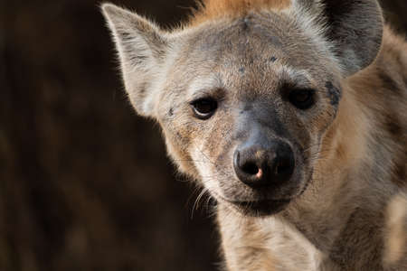 The hyena is Africaâs most common large carnivore.の写真素材