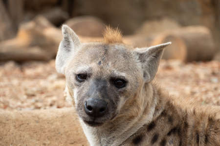 The hyena is Africaâs most common large carnivore.の写真素材