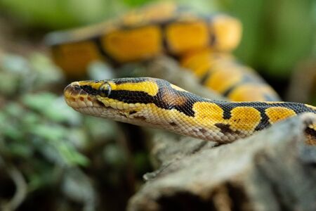 Ball pythons are named for their habit of curling themselves up into a tight ball.の写真素材