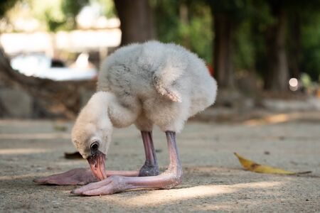 Actually, flamingos are not pink. They are born with grey feathers, which gradually turn pink in the...