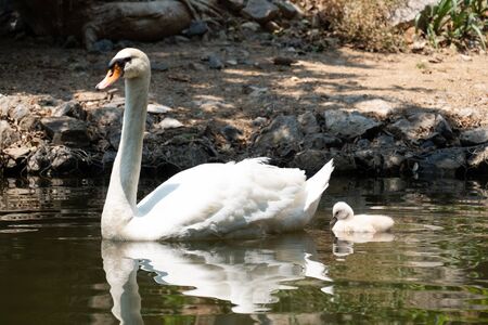 Swan and baby swimming togetherの写真素材