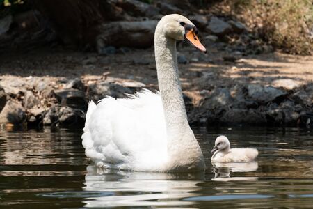 Swan and baby swimming togetherの写真素材