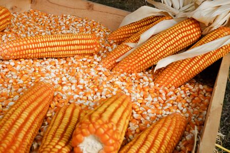 Quality produce from growing corn for livestockの写真素材