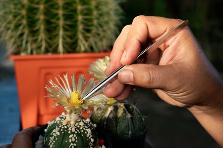 Helping pollinating the cactus plants for breedingの写真素材