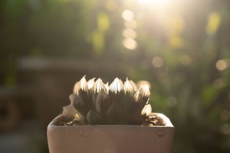 Cactus is a charming plant, a plant that many people like and choose to care for it as a hobby. Cactus in the desert botanical gardenの写真素材