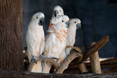 Cockatoo is a bird that is popular as a pet.の写真素材