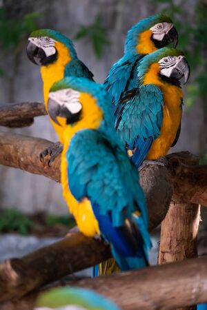Macaw is a bird that is popular as a pet because it has beautiful colors and can be trained to speak.の写真素材