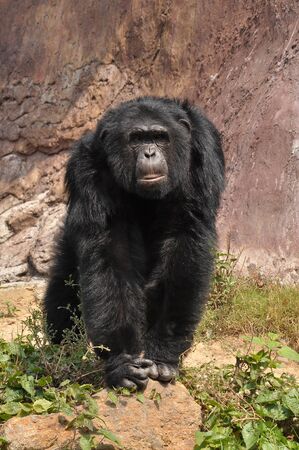 Chimpanzees, sometimes colloquially chimp, are two extant hominid species of apesの写真素材
