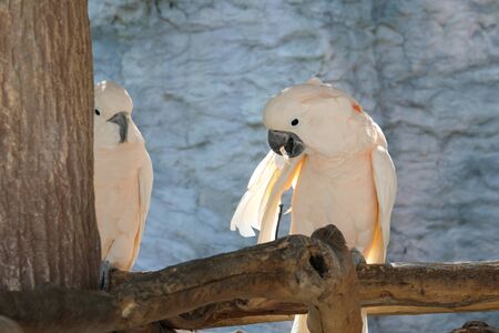 Cockatoo is a bird that is popular as a pet.の写真素材