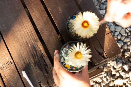Helping pollinating the cactus plants for breedingの写真素材