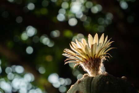 Cactus is a charming plant, a plant that many people like and choose to care for it as a hobby. Cactus in the desert botanical gardenの写真素材