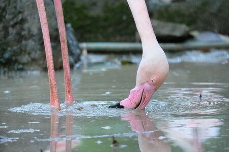 The Greater Flamingo is eating food in the mudの写真素材