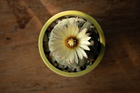Cactus is a charming plant, a plant that many people like and choose to care for it as a hobby. Cactus in the desert botanical gardenの写真素材