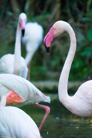The Greater Flamingo is the most widespread species of the flamingo family. It is found in parts of Africa, southern Asia, and southern Europe.の写真素材