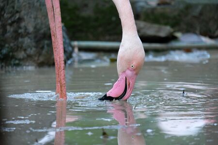 The Greater Flamingo is eating food in the mudの写真素材