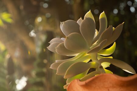Cactus is a charming plant, a plant that many people like and choose to care for it as a hobby. Cactus in the desert botanical gardenの写真素材