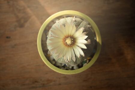 Cactus is a charming plant, a plant that many people like and choose to care for it as a hobby. Cactus in the desert botanical gardenの写真素材