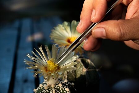 Helping pollinating the cactus plants for breedingの写真素材