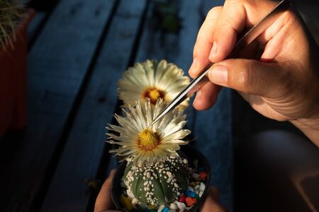 Helping pollinating the cactus plants for breedingの写真素材