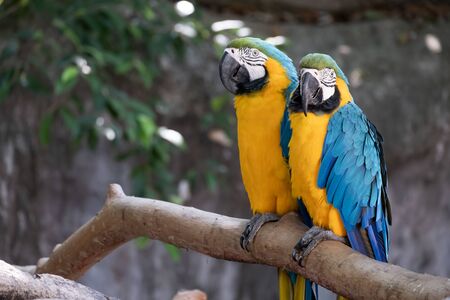 Macaw is a bird that is popular as a pet because it has beautiful colors and can be trained to speak.の写真素材